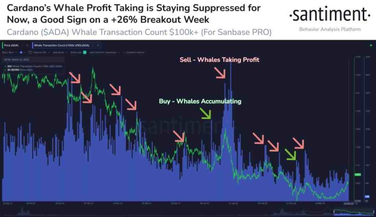 Cardano’da Balina Süreçlerini İzleyin: Satış Durdu, Mucit Konuştu!