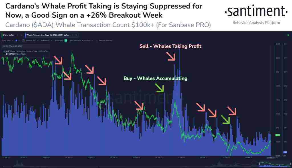 Cardano’da Balina Süreçlerini İzleyin: Satış Durdu, Mucit Konuştu!