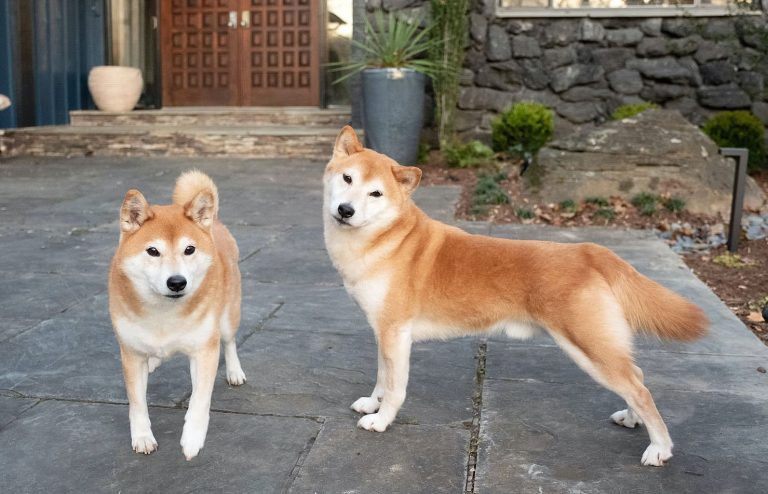 Dikkat: SHIB ve Dogecoin İçin Beklenen Haber Geldi!