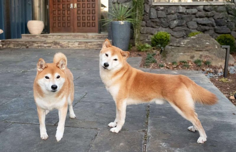 Dikkat: SHIB ve Dogecoin İçin Beklenen Haber Geldi!