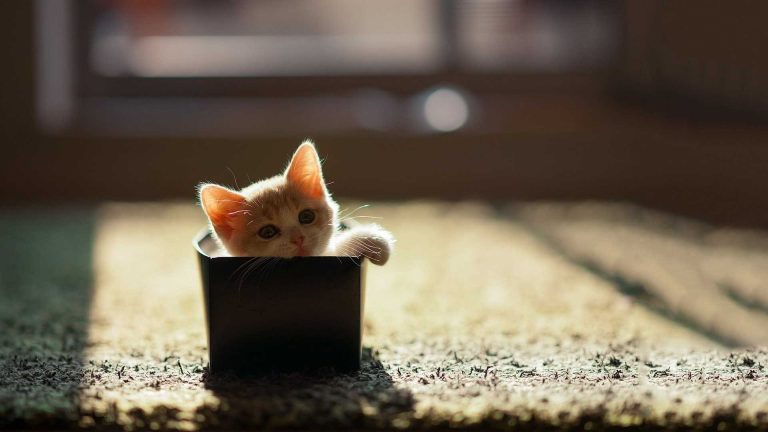 DOGE, SHIB Değil: Kedi Temalı Bu Altcoin Patladı!