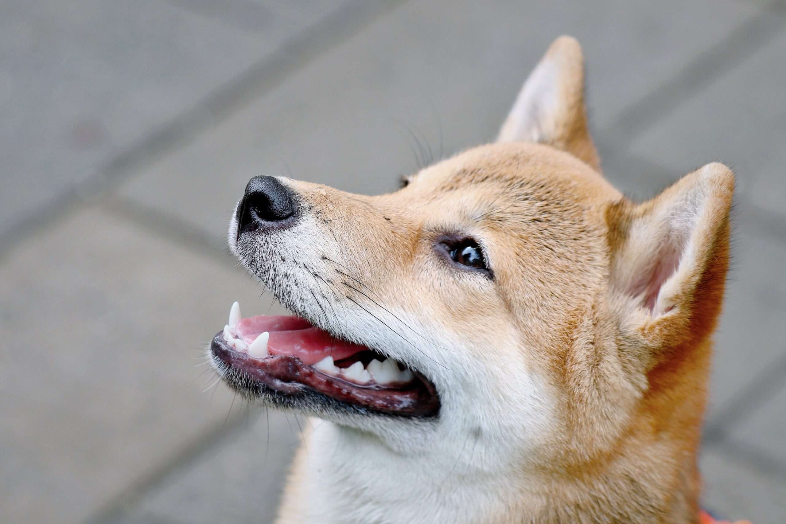 Dogecoin, Bu 4 Büyük Haberle Patladı! İşte Olanlar…
