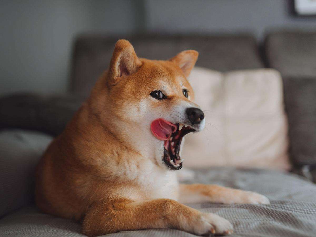 Ethereum (ETH) Balinası, 89 Milyon Dolarlık Shiba Inu (SHIB) Satın Aldı