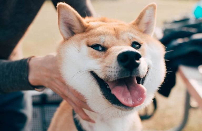 SHIB, DOGE Değil: Bu Meme Coin Tanınan Borsaya Girdi!