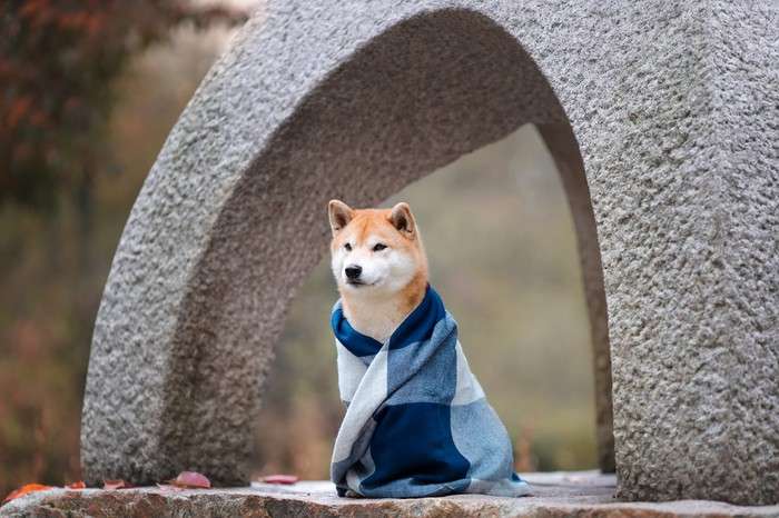 SHIB ve DOGE Değil: Balinaların Yeni Favorisi Bu Altcoin!