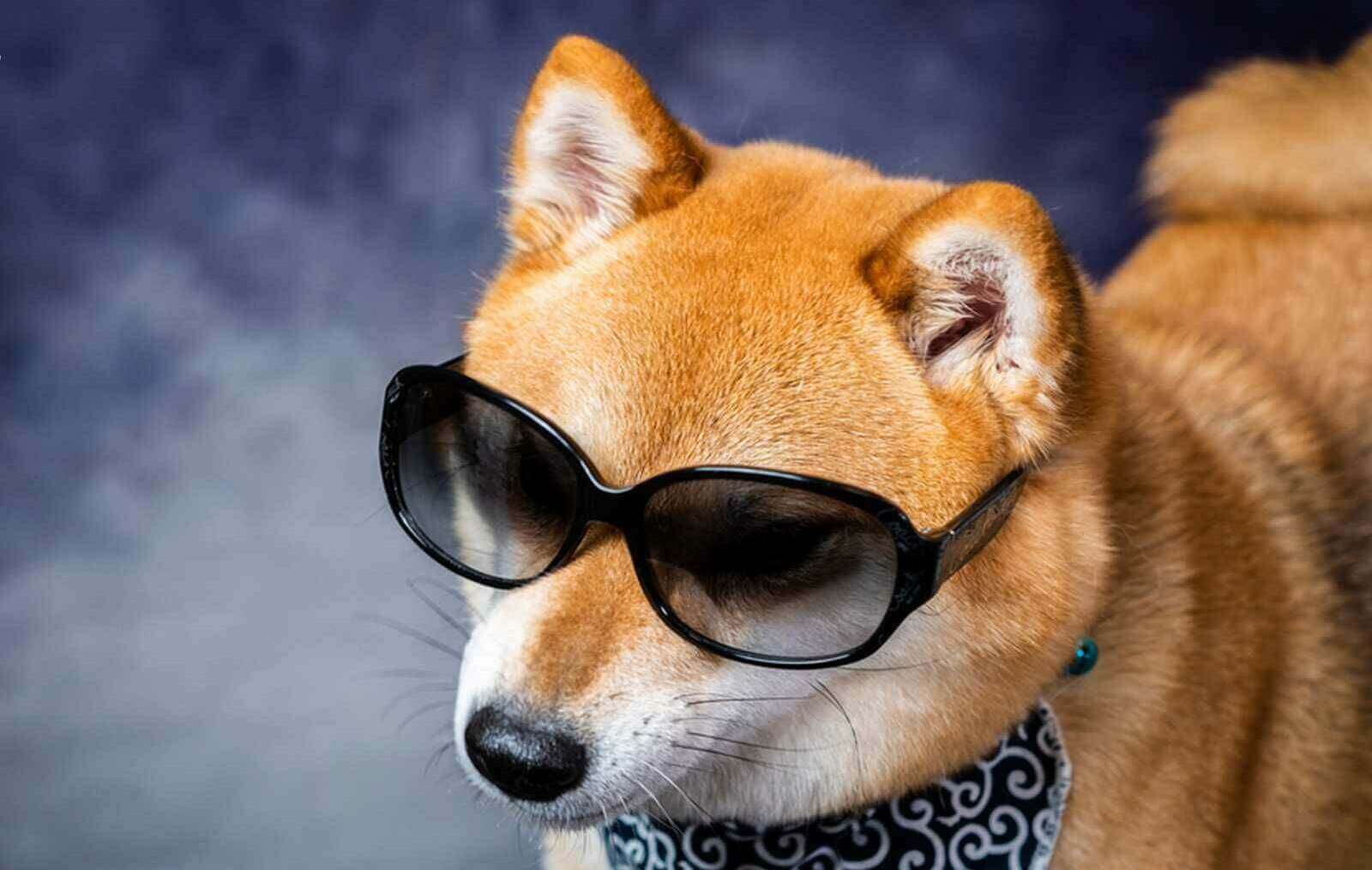 Shiba Inu Grubu Planlarını Duyurdu: SHIB Süprizlerle Geliyor!