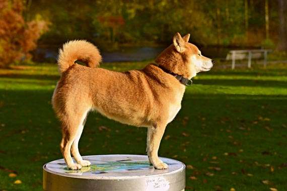 Uzman: Mart’ta Shiba Inu Yerine Bu 2 Altcoin’e Bakın!