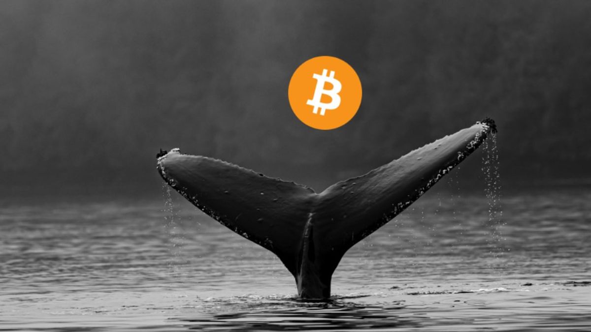 Bitcoin Balinalarının Süreç Sayısı Artıyor