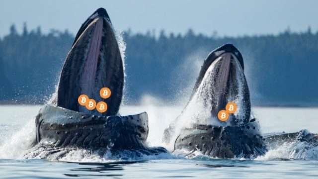 Büyük Bitcoin Balinası: Bu Altcoin’in Geleceği Çok Parlak!