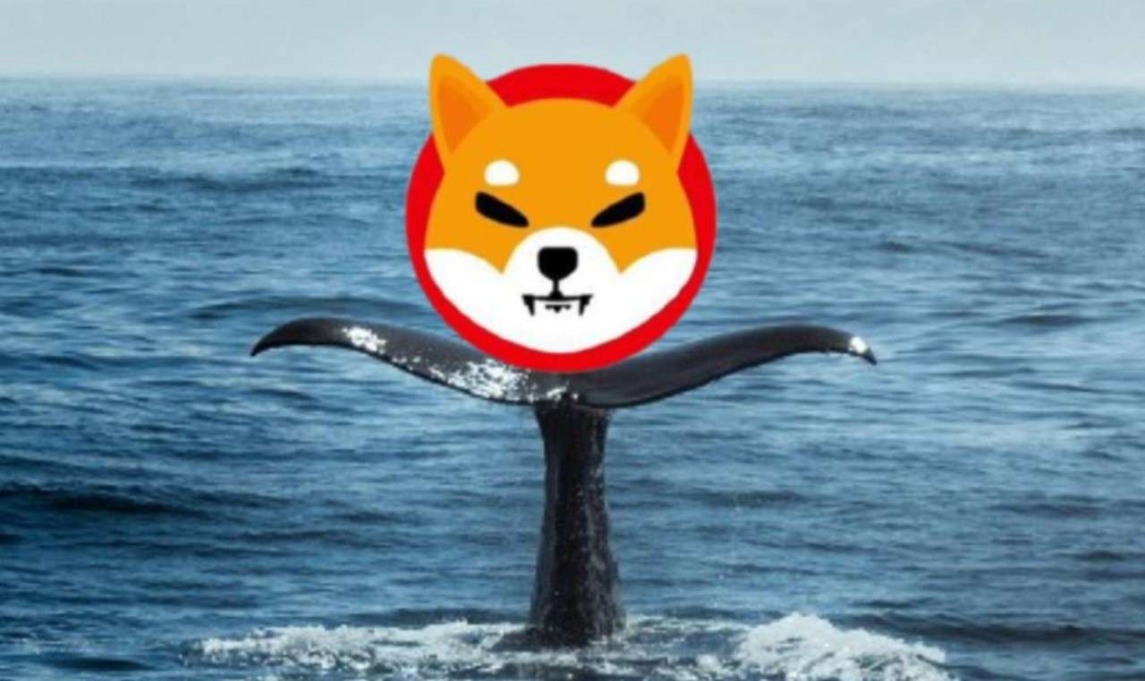 Çılgın Shiba Inu Balinasının Yeni Avı, Bu Altcoin Oldu!