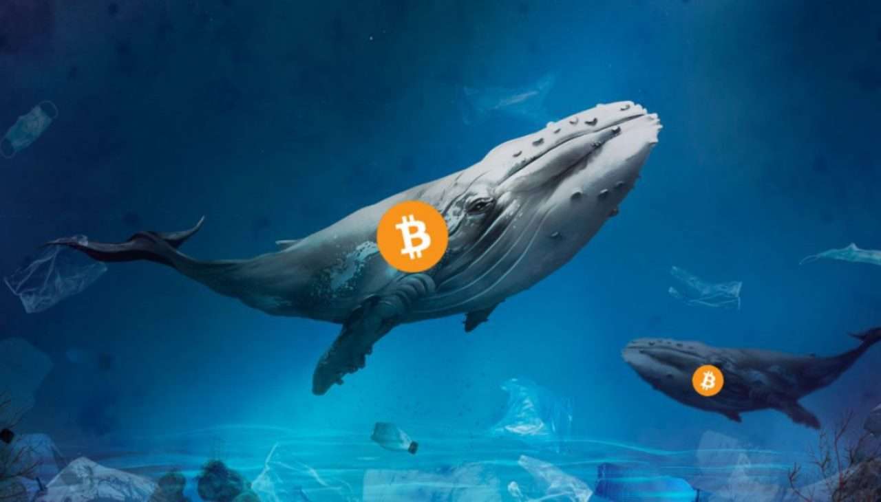 Devasa Bitcoin Balinasının, Yeni Avı Bu Altcoin!