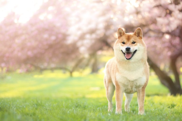 Evvelden Bildirdik: Shiba Inu Bomba Haberi Duyurdu!
