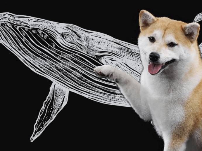 SHIB Balinaları Şaşırttı: Bu Altcoin’den Biriktiriyorlar!