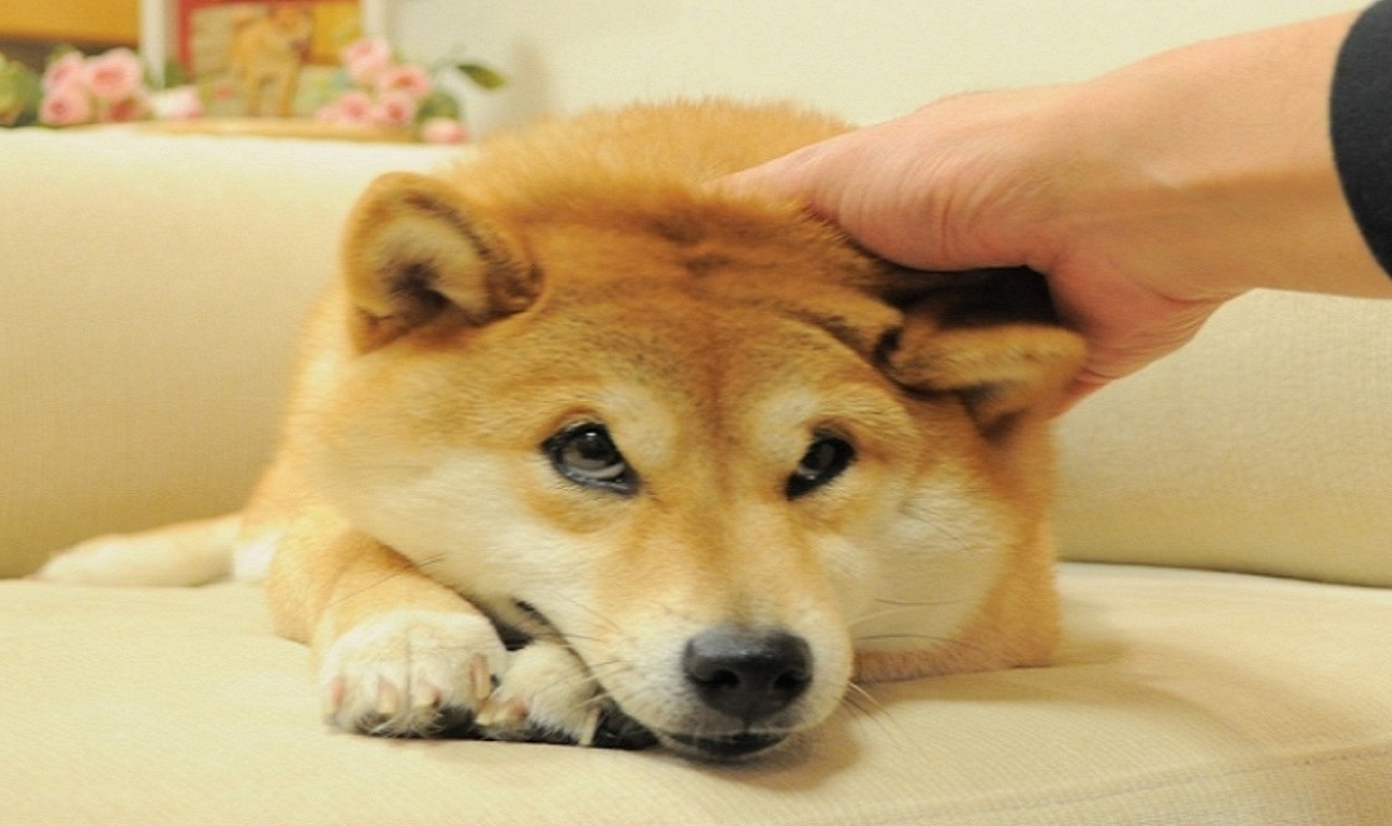 Shiba Inu Balina Liderliğini Bu Altcoin’e Kaptırdı!