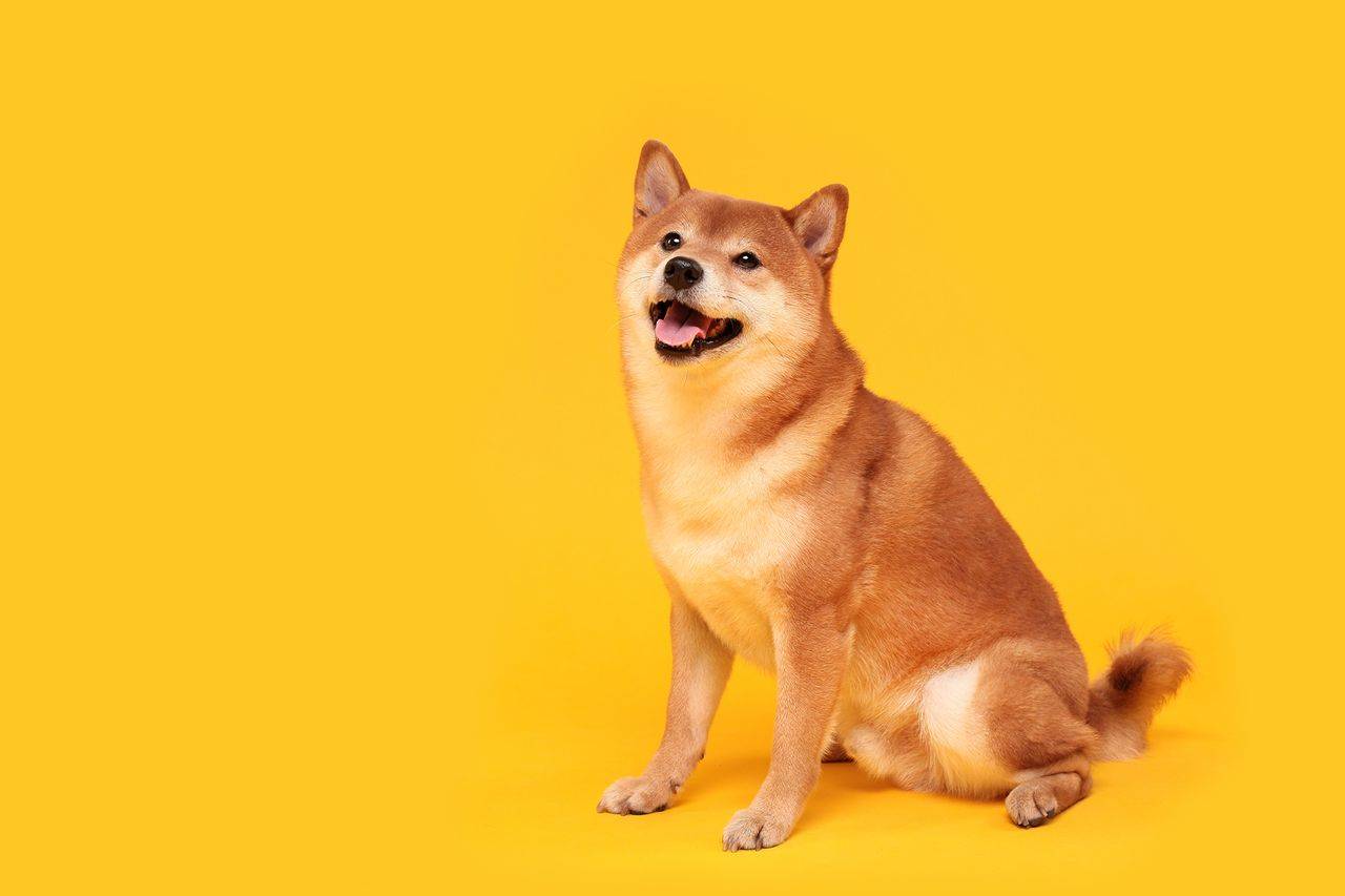 Shiba Inu Büyük Lansman İçin Tarih Verdi!