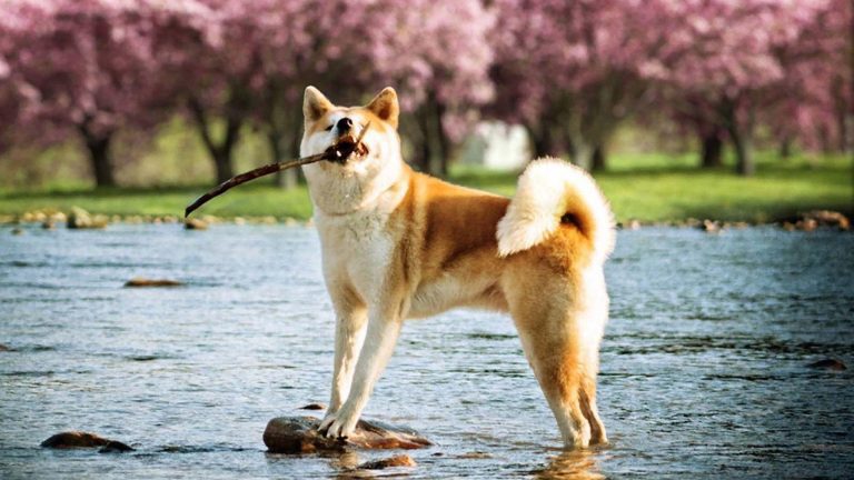 Shiba Inu Durdurulamıyor: SHIB Ünlü Borsaya Giriyor!