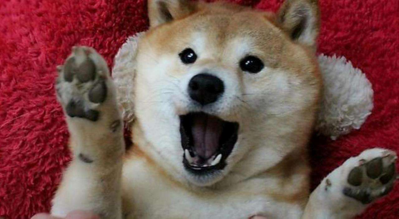 Shiba Inu Neden Önümüzdeki Günlerde Yükselecek?