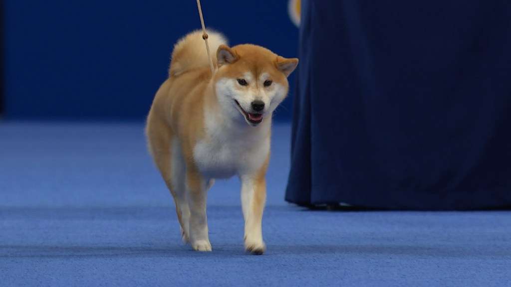 Shiba Inu Yeni Projesini Duyurdu: İşte İçeriği ve Fiyata Etkisi!