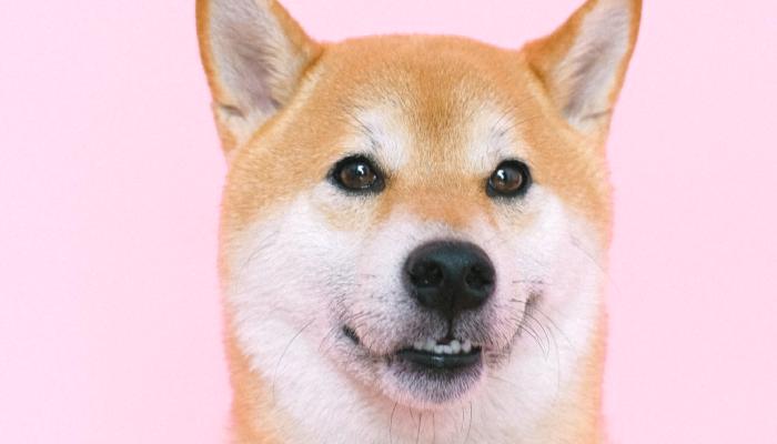 36 Uzmandan Şoke Eden Shiba Inu İddiası: Satın!