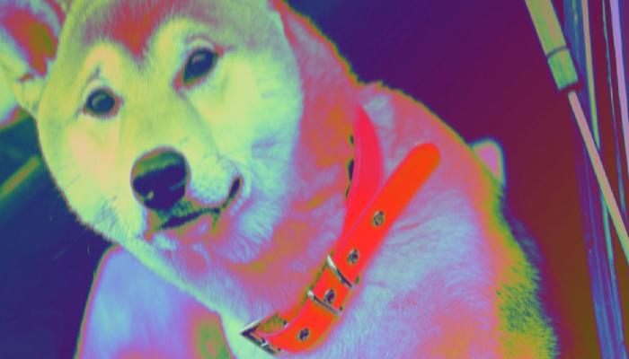 Beklenen Shiba Inu Duyurusu Yapıldı: SHIB İçin Tarih Verildi!