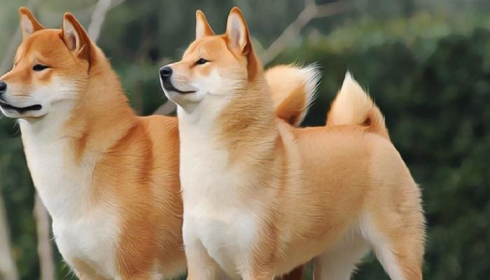 Büyük Düşüş! SHIB ve DOGE Ünlü Platformu Kurtaracak Mı?