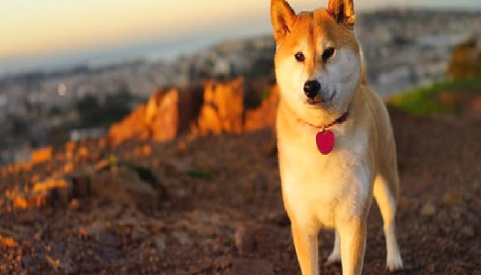 En Varlıklı Balinalar, Dogecoin Değil: Bu Altcoin Diyor!