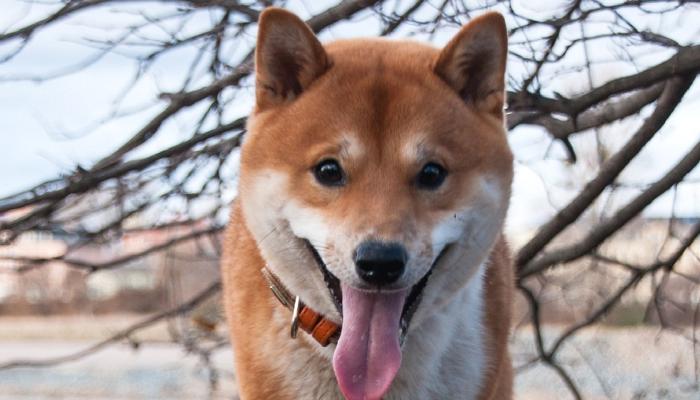 Korkutan Fraktal: Shiba Inu Bu Düzeylere Düşebilir!