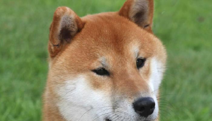 SHIB Değil: Bu Meme Coin, Bitcoin, ETH ve ADA’yı Devirdi!