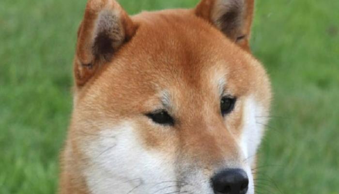 SHIB ve Bu 11 Altcoin’den Müjde: 2 Borsa Listeliyor!