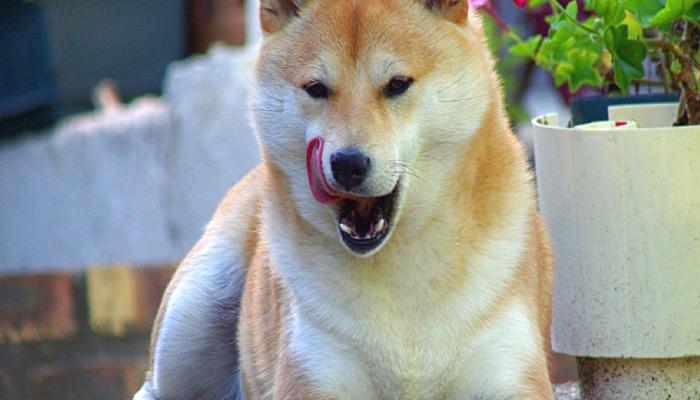 SHIB ve Bu 11 Altcoin’den Müjde: Bu Şirket Sepete Ekledi!