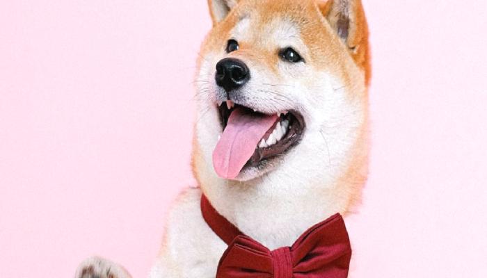 Shiba Inu Büyük Haberi Duyurdu: Ünlü İsim SHIB Ekibinde!