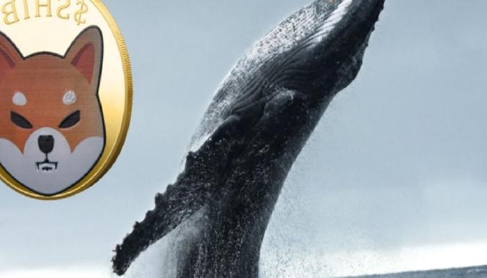 Shiba Inu Değil: Şimdilerde Bu 8 Altcoin’e Akın Var!