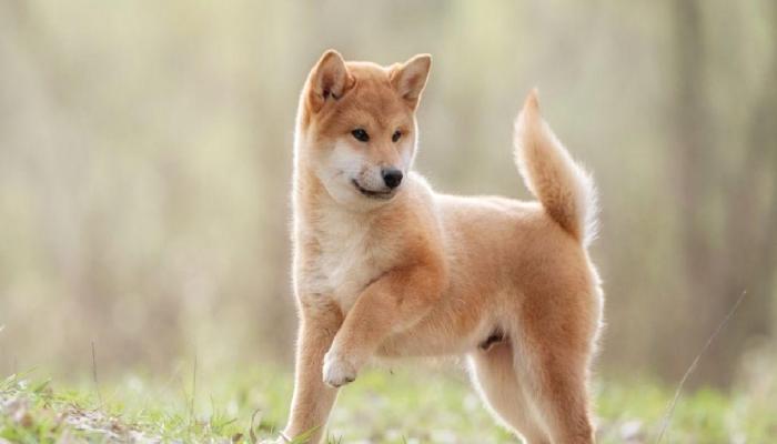 Shiba Inu Grubu, Merak Edilen RYOSHI’i Açıkladı!