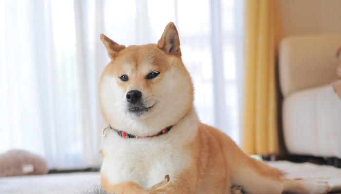 Shiba Inu (SHIB) En Çok İşlem Gören 10 Token Listesine Geri Döndü