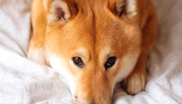 Shiba Inu (SHIB) Kurucusu Tweet’lerini Sildi