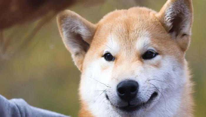 Shiba Inu (SHIB) Topluluğu Büyümeyi Sürdürüyor
