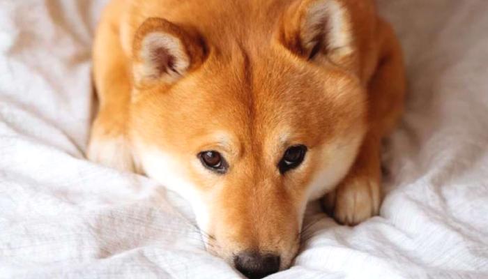 Analist: Bu Olursa Shiba Inu Çakılır! TRON ise Fırlar