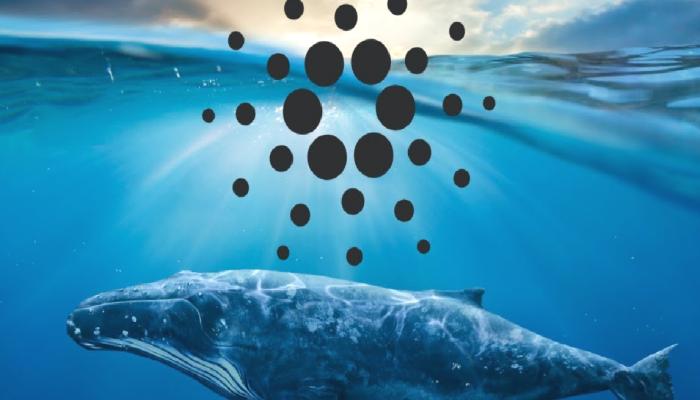 Binance Balinaları, Cardano ve Bu 5 Altcoin’i Süratle Alıyor!