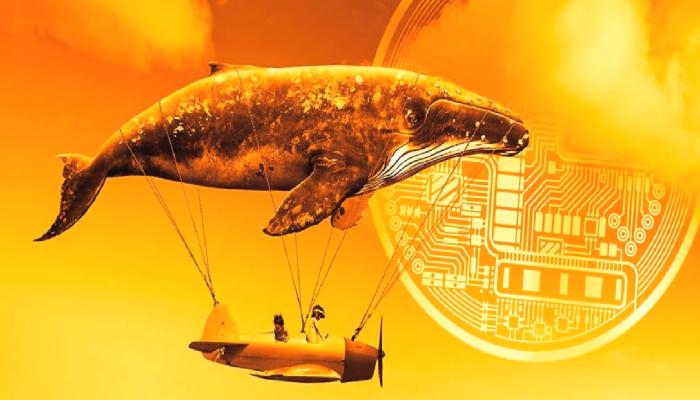 Bitcoin Erirken Trader ve Balinalar Bu Altcoin’e Koştu!