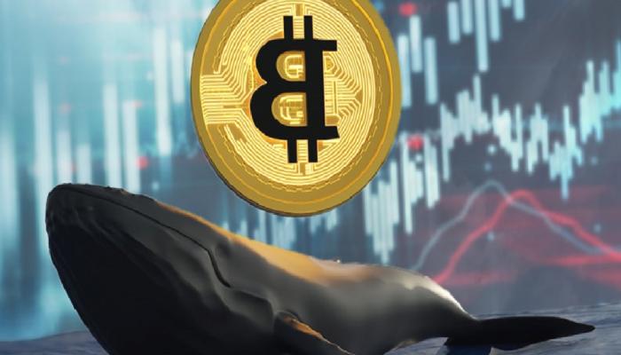 Bitcoin’de Olağandışı Balina Aktivitesi! Neler Bekleniyor?