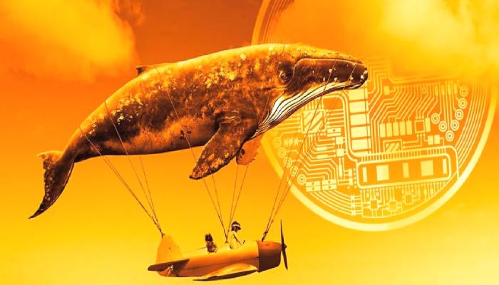 Bugün Yalnızca O Altcoin Uçtu: Balinalar Ona Koşuyor!