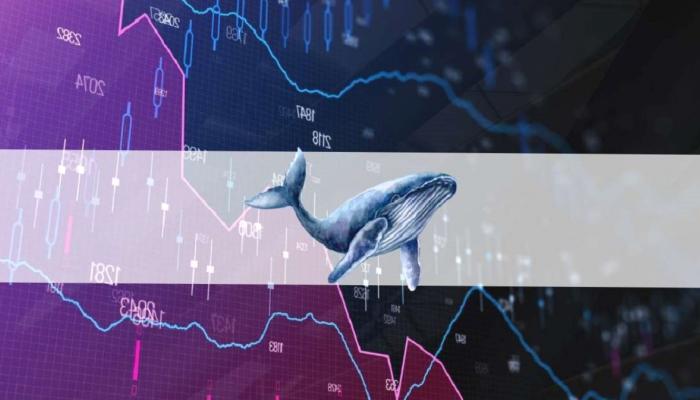 Coinbase Balinaları, Bu Meme Coin’den Alıyor! Pekala Neden?