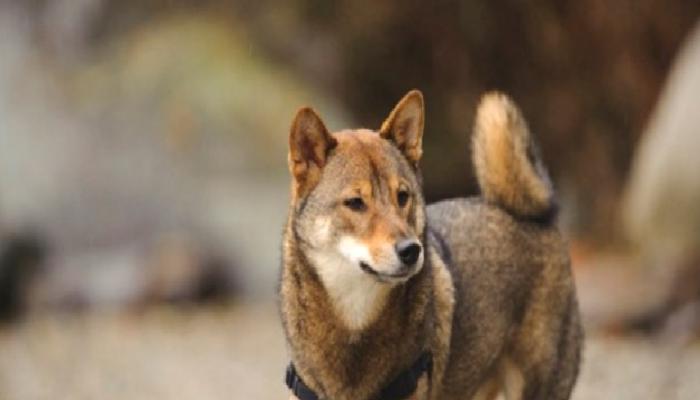 Dogecoin Mucidi: Bu 2 Altcoin Piyasayı Dump’ladı!