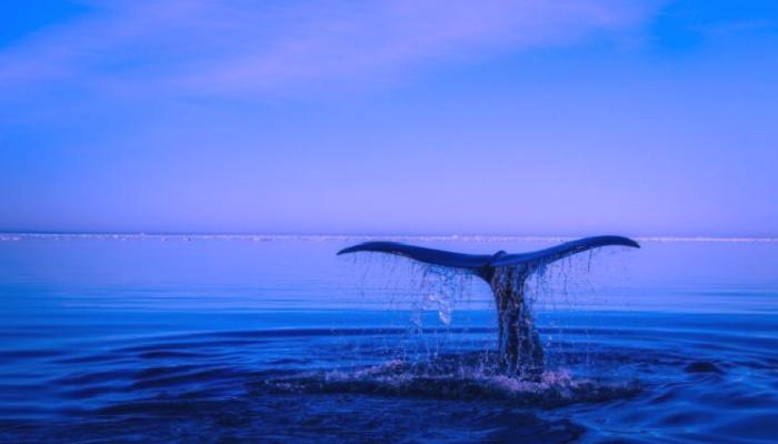 En Büyük 5000 Balina, LINK ve Bu 7 Altcoin’e Bahis Yapıyor!