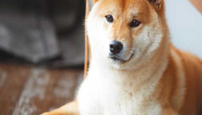 Ortalığı Karıştıracak SHIB Argümanları: Shiba Inu Mucitleri…