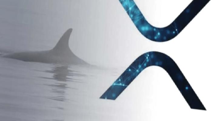 Ripple Yatırımcıları Dikkat: Balinanın 114 Milyon XRP’si Kaldı!