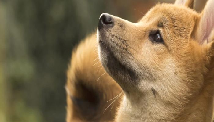 Şaşırtan Dogecoin Kestirimi: Aralık’ta O Sayıları Bekleyin! 