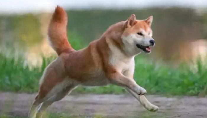 Shiba Inu İçin Beklenen Haber Geldi: Tarih de Koyuldu!