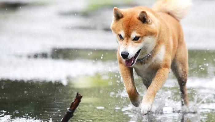 Shiba Inu İçin Tarihi An: Bu Düzeyler Yakın Görünüyor!