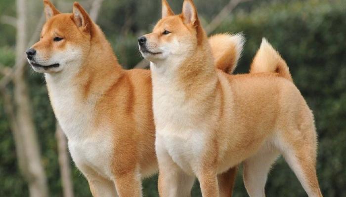 Shiba Inu ile Ödeme BitPay Entegrasyonu ile 179 Ülkede Etkinleştirildi
